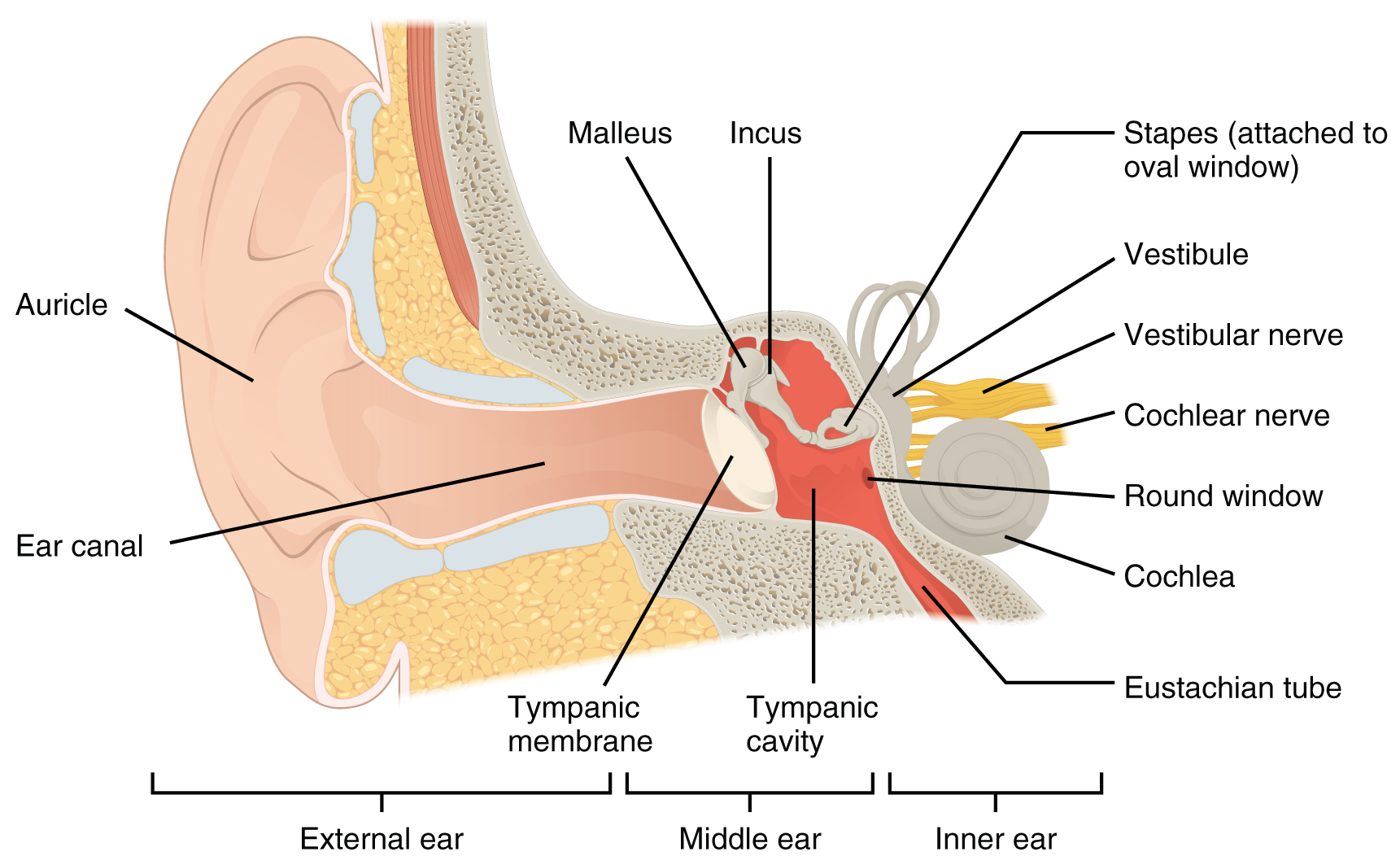 Diagram of the ear with the outer ear, middle ear, and inner ear visible.