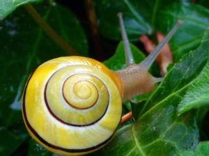 A snail with a striped shell on a dew-covered leaf. The stripes on the shell spiral in towards the center.