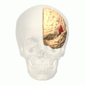Broca's area is a small spot of red highlighting near the front of the brain.