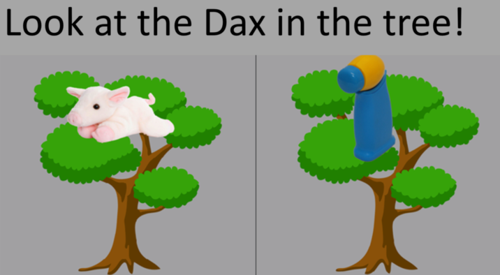 A pig sits in a tree, and a novel toy sits in a tree. Which one is the Dax?