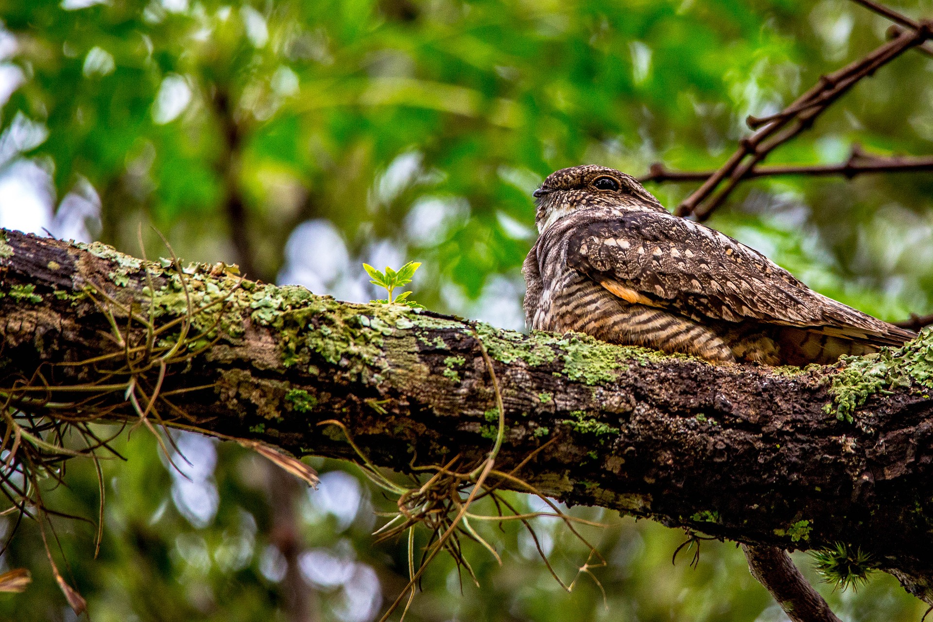 An unasumming brown bird sits on a branch.