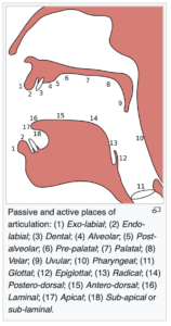 A sagittal section or side view of the articulatory tract.