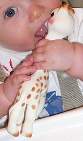 A baby drools while clutching Sophie the giraffe, a rubbery white and orange spotted teething toy, chewing on its head and peering at the camera. 