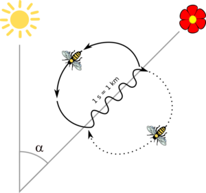 a cartoon diagram demonstrates that bees dance along an axis that indicates the angle of their path to food, assuming the sun is directly up. The spped of the dance indicates the distance.