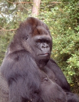 Koko the female lowland gorilla, shown in profile